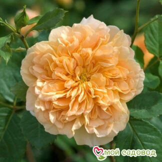 Отзывы садоводов о Розе Ти Клиппер